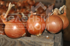 Цибуля ріпчаста ЕЗ 1104  F1 / EZ 1104  F1 купити оптом і в роздріб в Україні за вигідною ціною