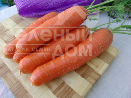 Насіння моркви Кнота F1 / Knota F1, 95-100 днів купити оптом і в роздріб в Україні за вигідною ціною