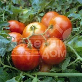 Семена томатов Типо F1 / Tipo F1,70-80 дней купить оптом и в розницу в Украине по выгодной цене