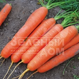 Семена моркови Сатурно F1 / Saturno F1,50-55 дней купить оптом и в розницу в Украине по выгодной цене