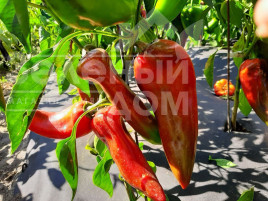 Насіння солодкого перцю Капстар / Kapstar, 80-110 днів купити оптом і в роздріб в Україні за вигідною ціною
