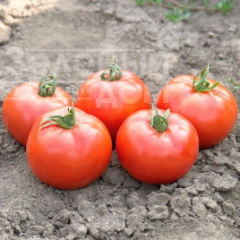 Насіння томатів Флоріда F1 / Florida  F1,75 днів купити оптом і в роздріб в Україні за вигідною ціною