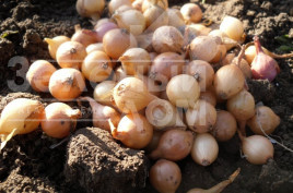 Цибуля ріпчаста Сеншуй Єллоу / Senshui Elloy купити оптом і в роздріб в Україні за вигідною ціною