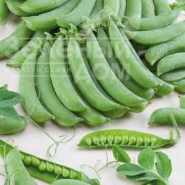 Насіння гороху Алоха / Aloha купити оптом і в роздріб в Україні за вигідною ціною