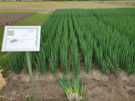 Цибуля на перо Йода F1 / Yoda F1 купити оптом і в роздріб в Україні за вигідною ціною