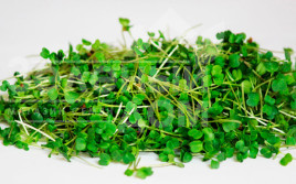 Насіння мікрогрін Мікрогрін Руккола / Microgreen Rukkola купити оптом і в роздріб в Україні за вигідною ціною