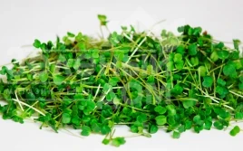 Насіння мікрогріну Мікрогрін Руккола / Microgreen Rukkola купити оптом і в роздріб в Україні за вигідною ціною