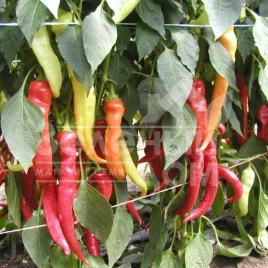 Семена горького перца Паливец / Palivec,60-70 дней купить оптом и в розницу в Украине по выгодной цене