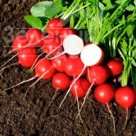 Семена редиса Гиганте Сикуло / Gigant Siculo купить оптом и в розницу в Украине по выгодной цене
