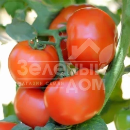 Семена томатов Сагатан F1 / Sagatan F1,55-60 дней купить оптом и в розницу в Украине по выгодной цене