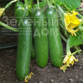 Насіння огірків КС 260 F1 / KS 260 F1,45-50 днів купити оптом і в роздріб в Україні за вигідною ціною