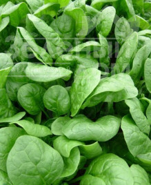 Насіння шпинату Аполло F1 / Apollo F1,35-40 днів купити оптом і в роздріб в Україні за вигідною ціною