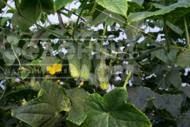 Насіння огірків Соната F1 / Sonate F1,40-42 дні купити оптом і в роздріб в Україні за вигідною ціною