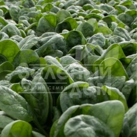 Семена шпината Фагот F1 / Fagot F1, 38-43 дня купить оптом и в розницу в Украине по выгодной цене