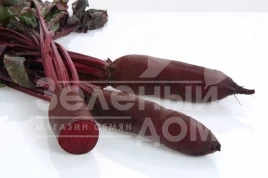 Семена свеклы Родена F1 / Rodena F1,120-125 дней купить оптом и в розницу в Украине по выгодной цене