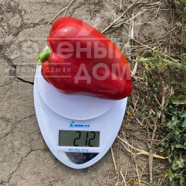 Насіння солодкого перцю Кора F1 / Kora F1,60-65 днів купити оптом і в роздріб в Україні за вигідною ціною