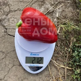 Насіння солодкого перцю Кора F1 / Kora F1, 60-65 днів купити оптом і в роздріб в Україні за вигідною ціною