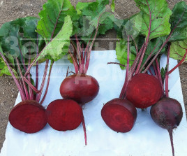 Насіння буряка Кардіал F1 / Kardial F1,100-105 днів купити оптом і в роздріб в Україні за вигідною ціною