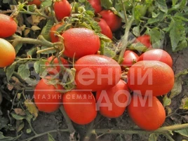 Семена томатов Семалус F1 / Semalus F1,100-120 дней купить оптом и в розницу в Украине по выгодной цене