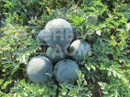 Насіння кавуна ЛС 1545 F1 / LS 1545 F1,62-65 днів купити оптом і в роздріб в Україні за вигідною ціною