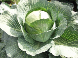 Насіння капусти білокачанної Амтрак F1 / Amtrak F1,140 днів купити оптом і в роздріб в Україні за вигідною ціною