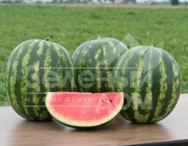 Семена арбуза Кримстар F1 / Krimstar F1,52-55 дней купить оптом и в розницу в Украине по выгодной цене