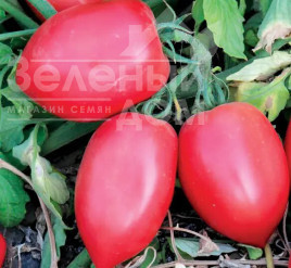 Насіння томатів Пінк Крос F1 (LS 09/46 F1) / Pink Kross F1 (LS 09/46 F1), 65-70 днів купити оптом і в роздріб в Україні за вигідною ціною