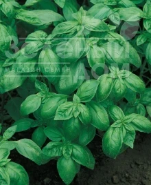 Насіння базиліку Дарк Грін / Dark Green купити оптом і в роздріб в Україні за вигідною ціною