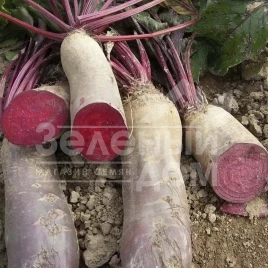 Семена свеклы Ренова / Renova,125-130 дней купить оптом и в розницу в Украине по выгодной цене