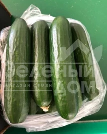 Семена огурцов Пис F1 / Pis F1,45 дней купить оптом и в розницу в Украине по выгодной цене