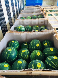 Насіння кавуна Устун F1 / Ustun F1,68-75 днів купити оптом і в роздріб в Україні за вигідною ціною