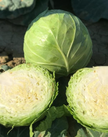 Насіння капусти білокачанної Баградіон F1 / Bagradion F1, 48-53 дні купити оптом і в роздріб в Україні за вигідною ціною