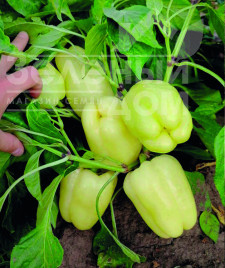 Насіння солодкого перцю Беллота F1 / Bellota F1 купити оптом і в роздріб в Україні за вигідною ціною