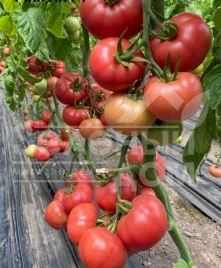 Семена томатов Пинк Хит F1 / Pink Hit F1 купить оптом и в розницу в Украине по выгодной цене