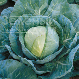 Насіння капусти білокачанної Грегоріан F1 / Gregorian F1,65-70 днів купити оптом і в роздріб в Україні за вигідною ціною