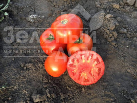 Насіння томатів Ріхам F1 / Riham F1,60-62 дні купити оптом і в роздріб в Україні за вигідною ціною