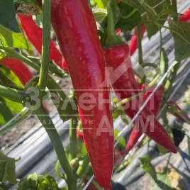 Семена горького перца Тойо F1 / Toyo F1, 55 дней купить оптом и в розницу в Украине по выгодной цене