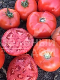 Семена томатов 1503 F1 / 1503 F1,100 дней купить оптом и в розницу в Украине по выгодной цене