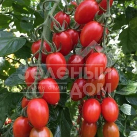 Семена томатов Пекбол(142-520) F1 / Pekbol(142-520) F1,90-95 дней купить оптом и в розницу в Украине по выгодной цене