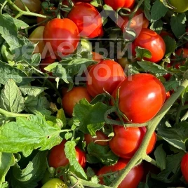 Семена томатов Джесика F1 / Jessica F1, 62-67 дней купить оптом и в розницу в Украине по выгодной цене