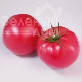 Насіння томату Фінлі F1 (КС 1205 F1) / Finly F1 (KS 1205 F1), 105-115 днів купити оптом і в роздріб в Україні за вигідною ціною