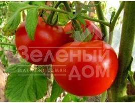 Семена томатов Павлина / Pavlina,80-90 дней купить оптом и в розницу в Украине по выгодной цене