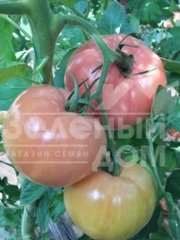 Семена томатов Нефис F1 / Nefis F1 купить оптом и в розницу в Украине по выгодной цене