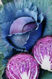 Семена капусты краснокочанной Ред Династи F1 / Red Dynasty F1,70 дней купить оптом и в розницу в Украине по выгодной цене