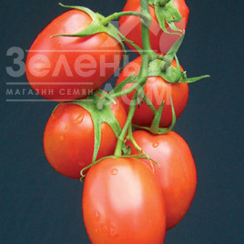 Насіння томатів Рапіт F1 / Rapit F1,92-97 днів купити оптом і в роздріб в Україні за вигідною ціною