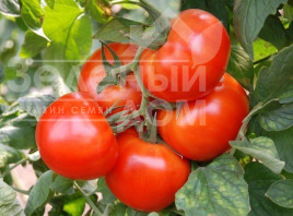 Насіння томатів Президент ІІ F1 / President ІІ F1,68-70 днів купити оптом і в роздріб в Україні за вигідною ціною