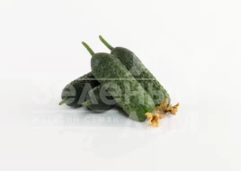 Семена огурцов Абсолют F1 / Absolut F1,42-45 дней купить оптом и в розницу в Украине по выгодной цене