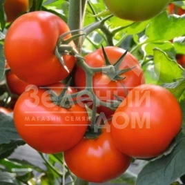 Семена томатов Бехрам F1 / Bekhram F1,95-100 дней купить оптом и в розницу в Украине по выгодной цене