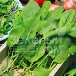 Семена щавеля Бельвильский / Belvilskiy купить оптом и в розницу в Украине по выгодной цене