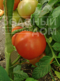 Насіння томатів Примадонна F1 / Primadonna F1, 90-95 днів купити оптом і в роздріб в Україні за вигідною ціною